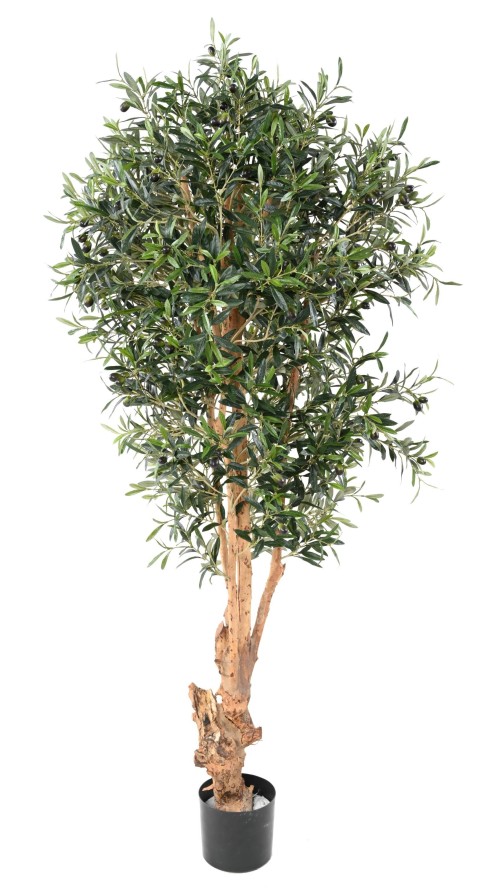 Olivovník přírodní kmen deluxe, 170cm