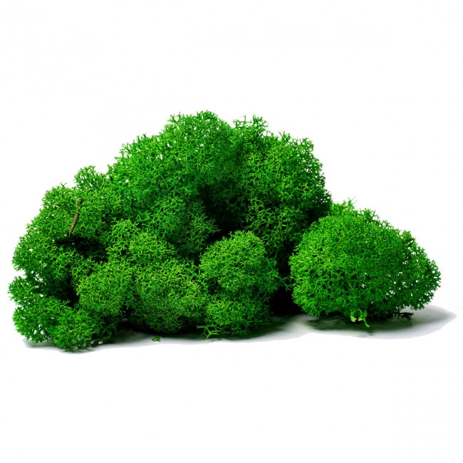 Stabilizovaný mech lišejník DELUXE čištěný 4 kg - zelený les
