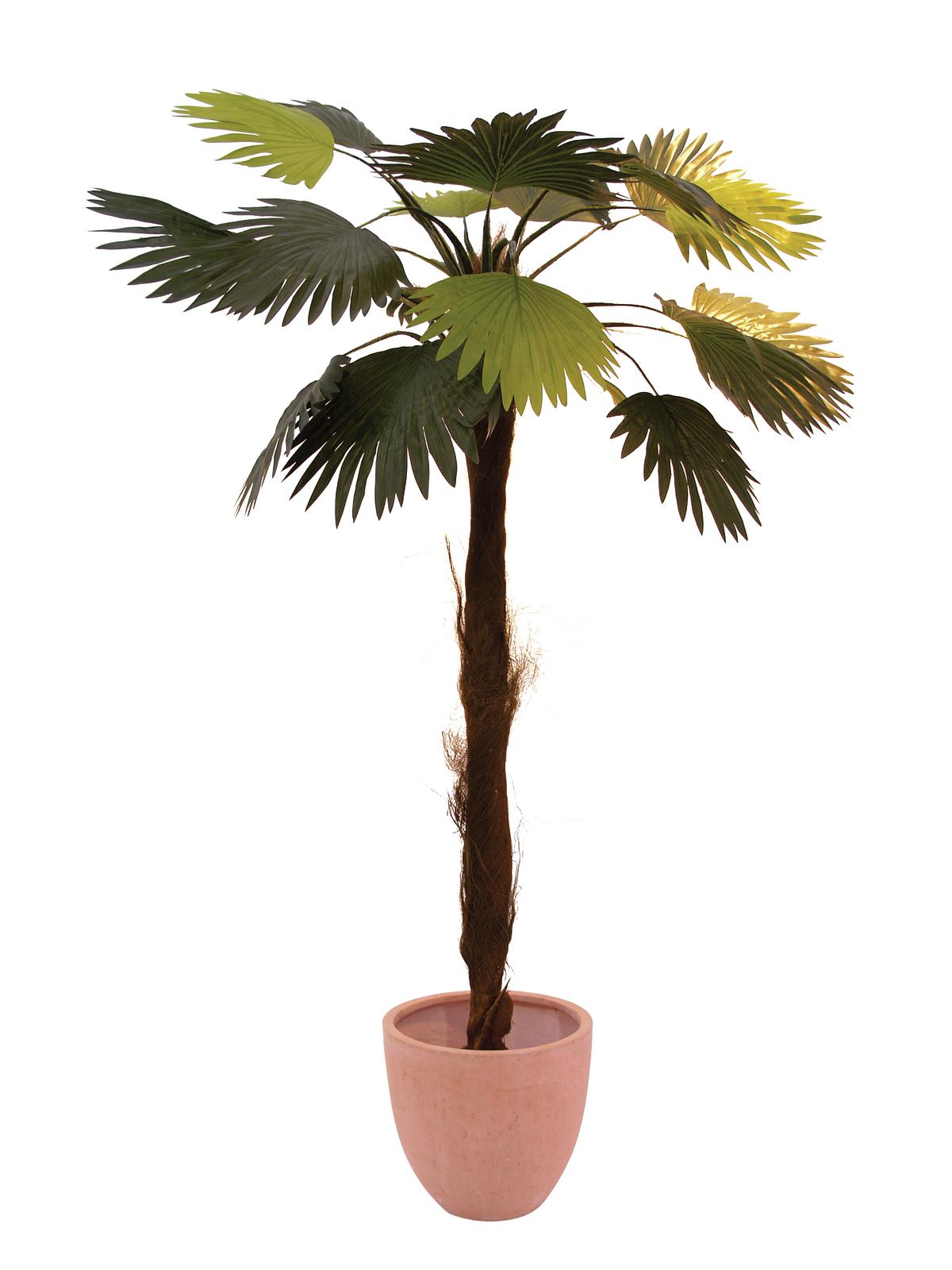 Vějířovitá palma - 10 listů, 110cm