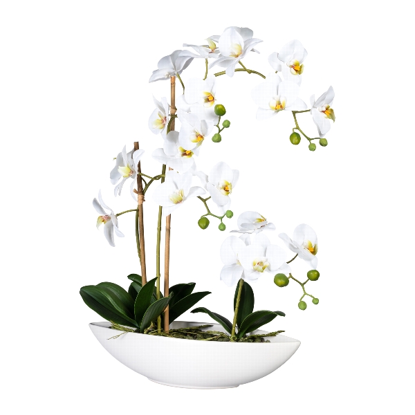 Orchidej Můrovec bílý v misce, 60cm