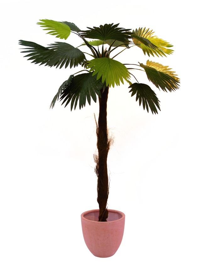 Vějířovitá palma 24 listů 240cm