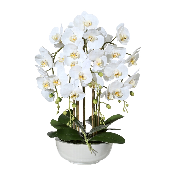 Orchidej Můrovec bílý v misce, 66cm