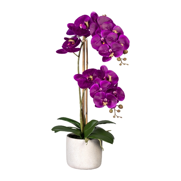 Orchidej Můrovec fialový, 2 stonky v květináči, 60cm