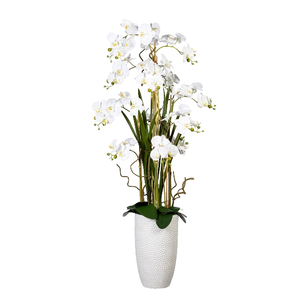Orchidej Můrovec bílý, aranžmá ve váze, 160cm