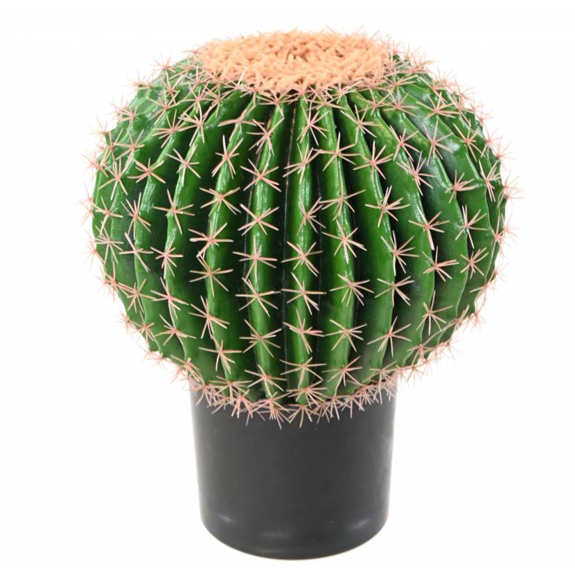 Kaktus koule v květináči, 50cm