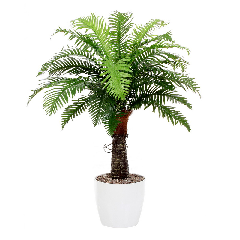 Kapradinová palma, 100cm