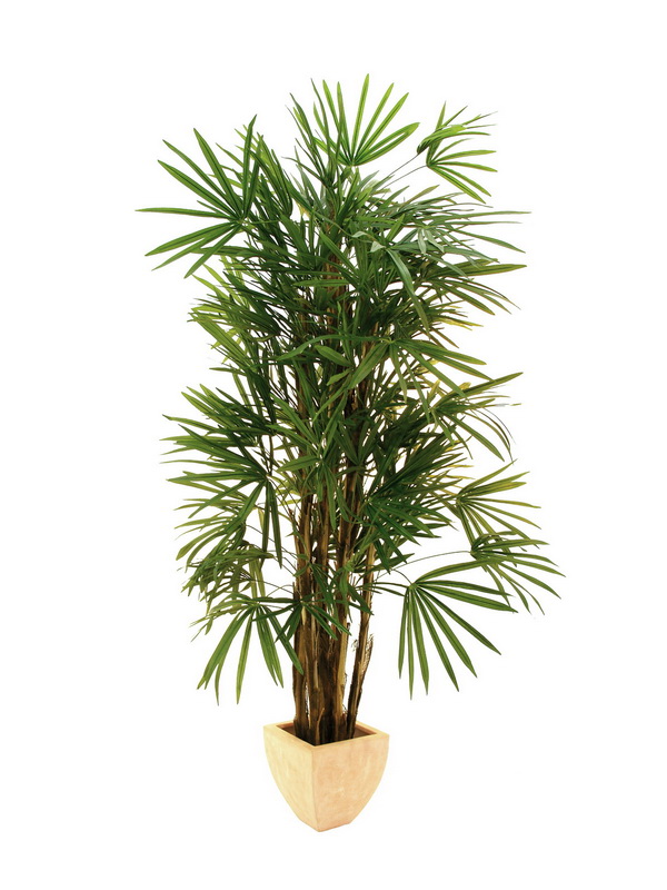 Lady palma - přírodní kmeny, 150 cm