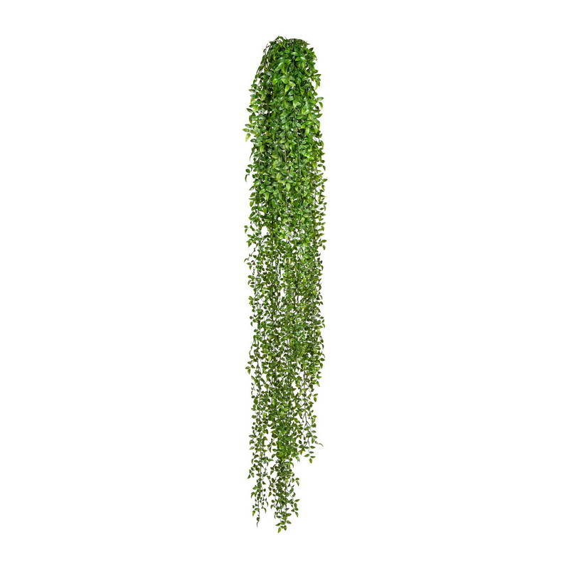 Ruscus popínavá rostlina, 160cm
