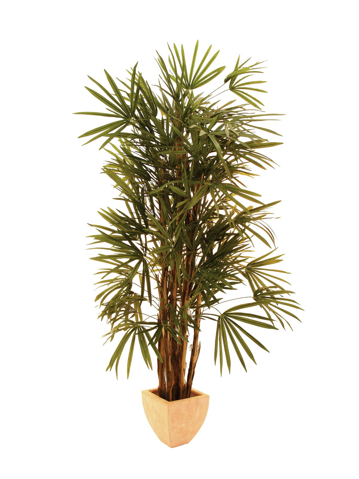 Lady palma - přírodní kmeny, 180 cm