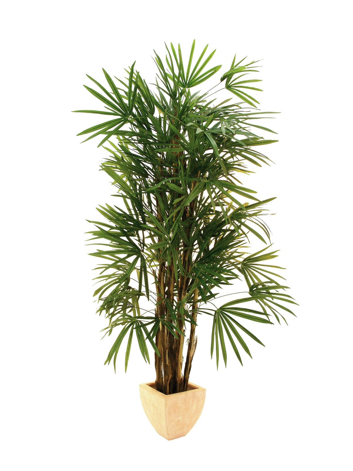Lady palma - přírodní kmeny, 210 cm