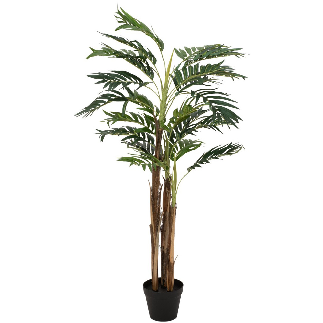 Areca palma - 13 listů, 110 cm