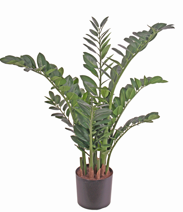 Zamiifolia - Zamioculcas LUX, 110cm