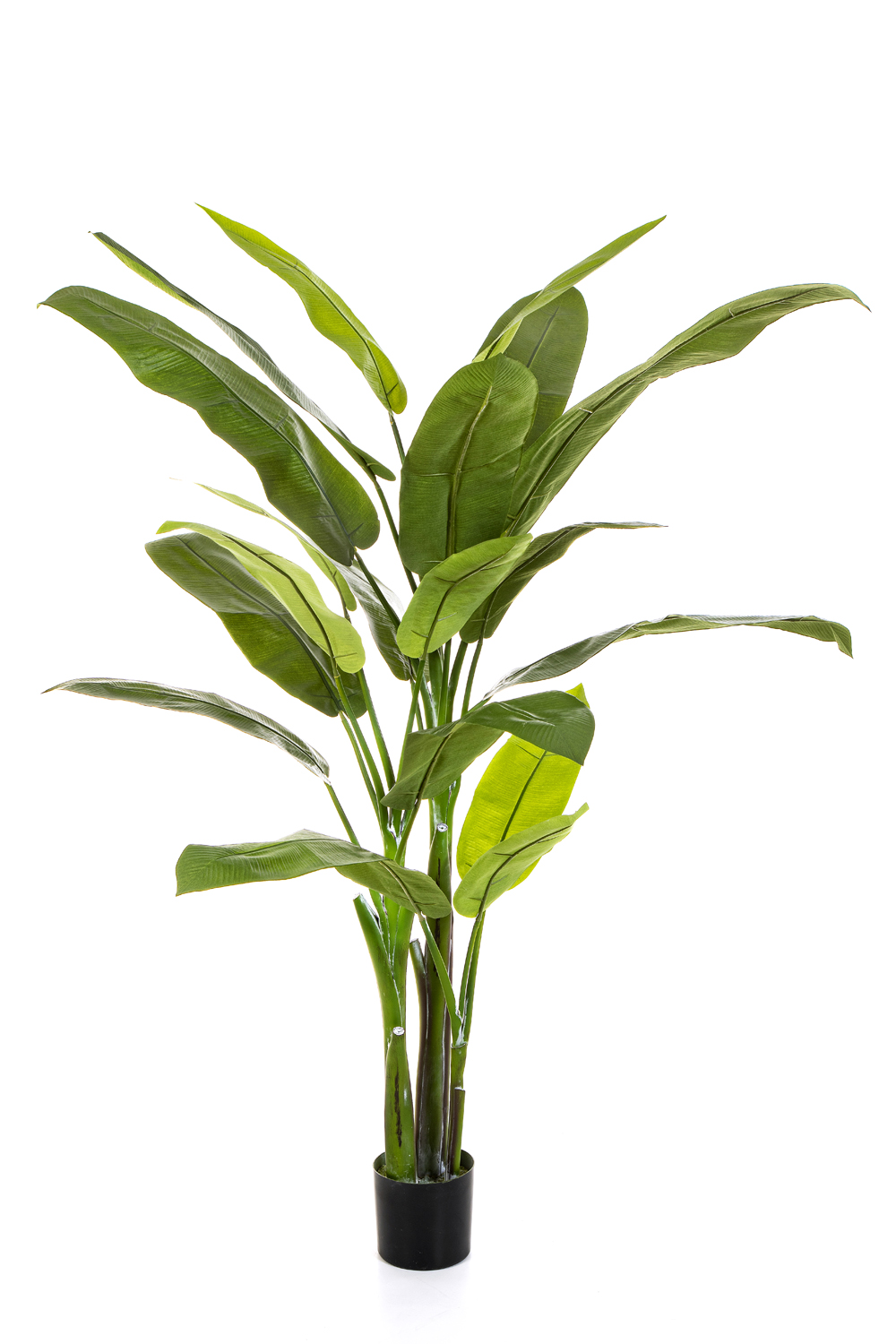 Heliconia palma 20 listů, 170cm 