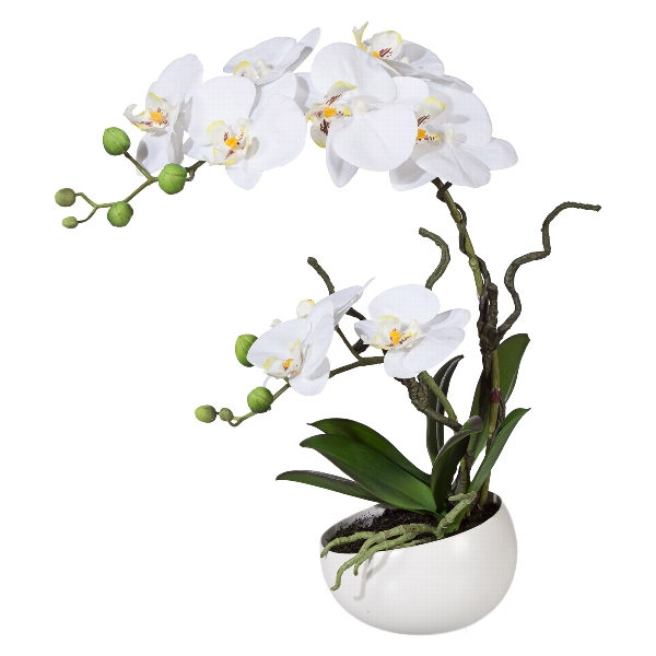 Orchidej Můrovec bílý v květináči, 42cm