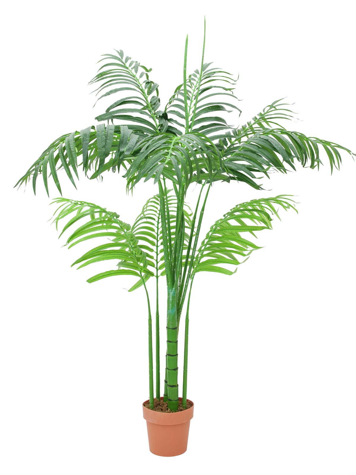 Areca palma - dlouhé listy, 180cm