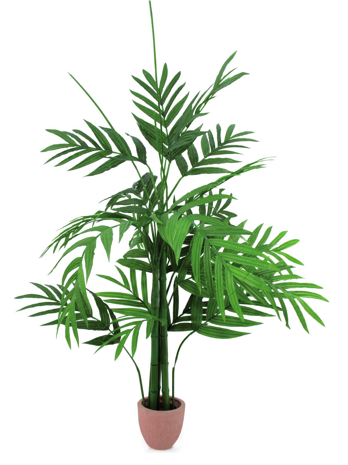 Areca palma s velkými listy,  230cm