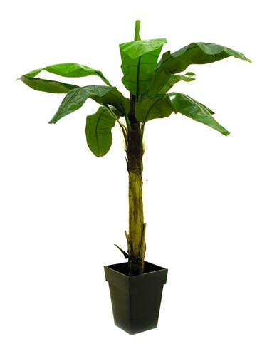 Banánovník palma - 9 listů, 220cm