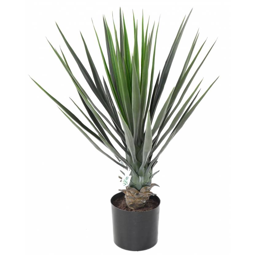 Yucca Rostrata palma, 60cm