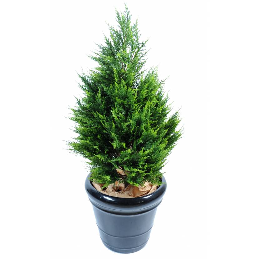 Cypřiš Juniperus, 105cm