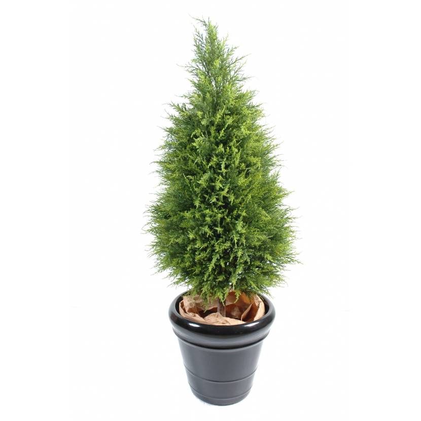 Cypřiš Juniperus, 160cm