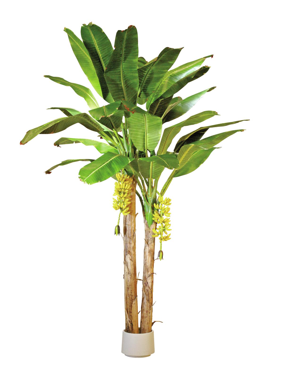 Banánovník palma v květináči - 2 kmeny, 440cm