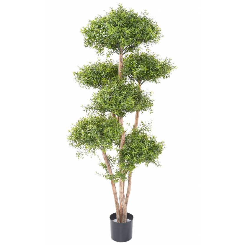 Eukalypt M strom 6 korun, 160 cm