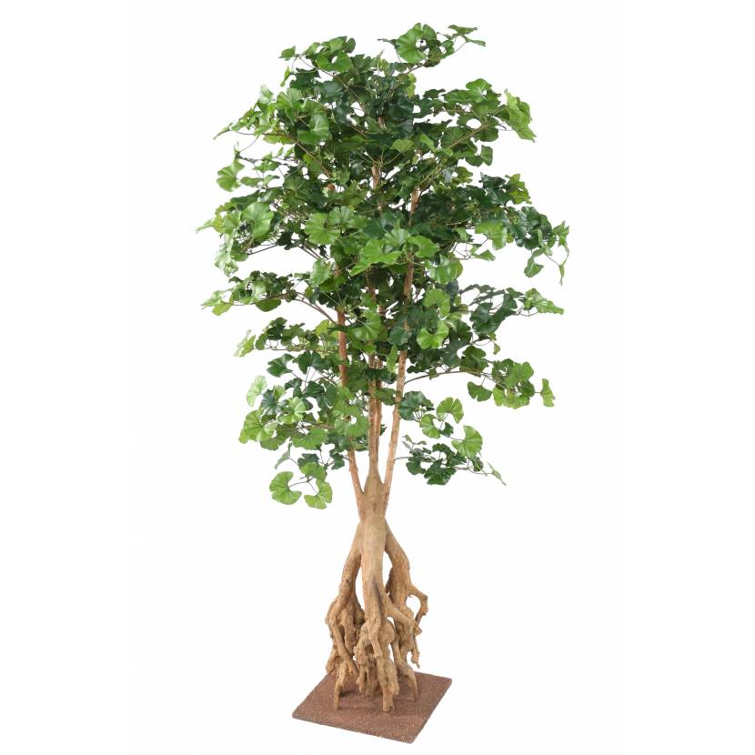 Jinan dvoulaločný strom s kořenem, 180 cm