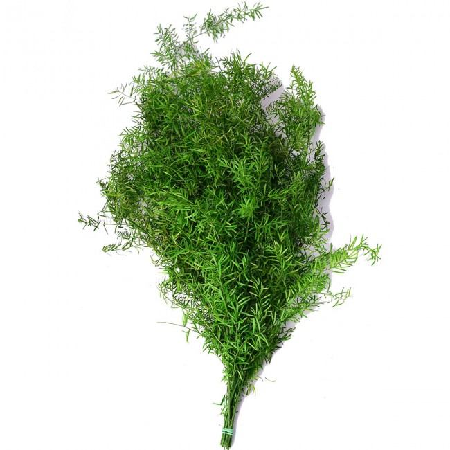 Stabilizovaná rostlina Asparagus Sprengeri Green 40-80 cm