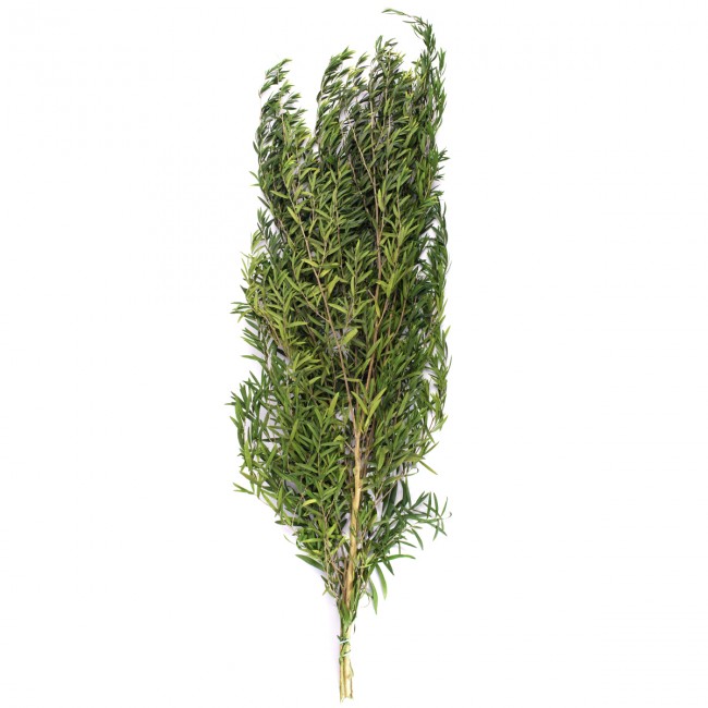 Stabilizovaná rostlina Lepto Lungifolia Green 40-80 cm