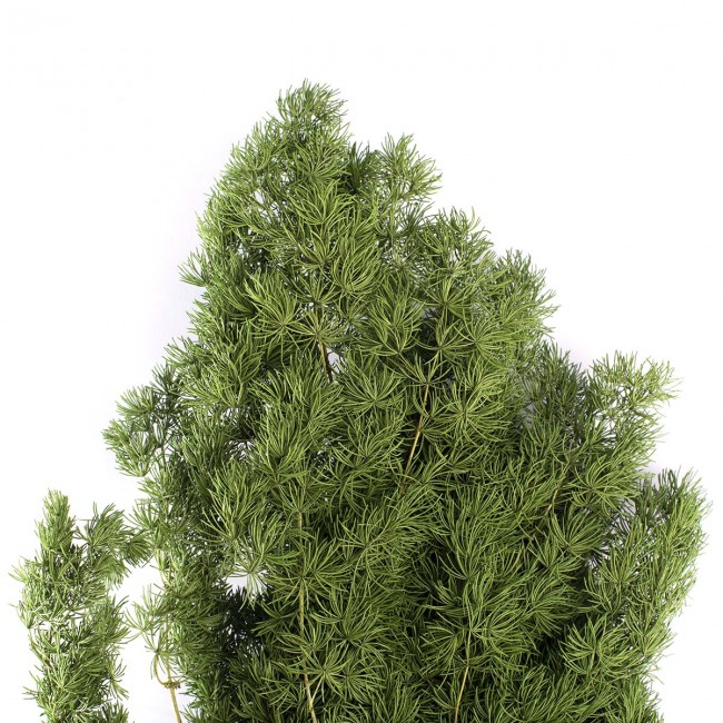 Stabilizovaná rostlina Ming Green 30-50 cm