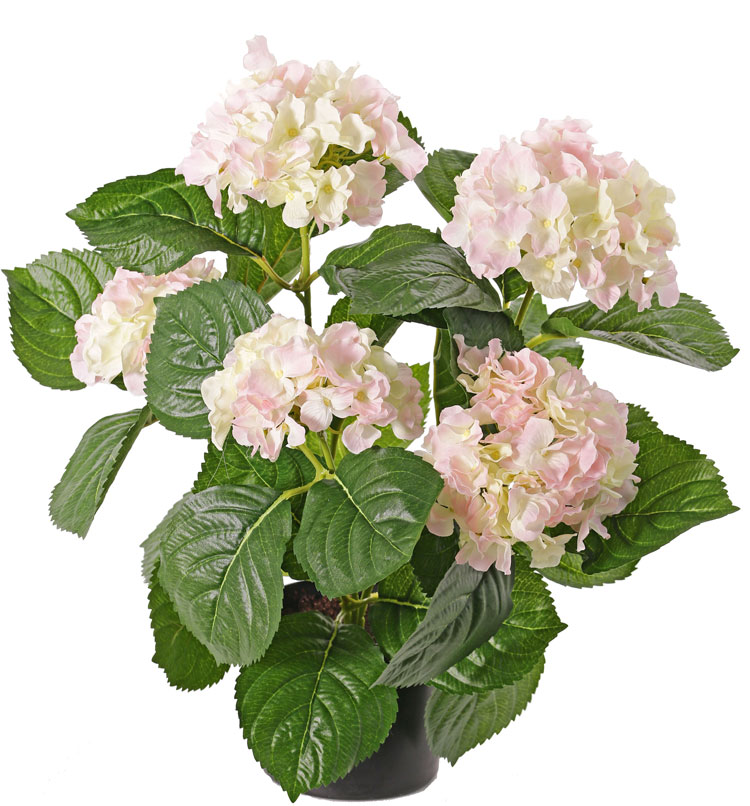 Hortenzie růžová luxe v květináči, 36cm