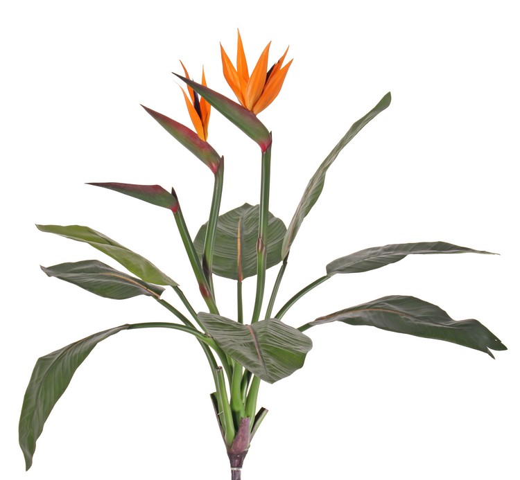 Strelitzia luxe - 2 květy, 70cm