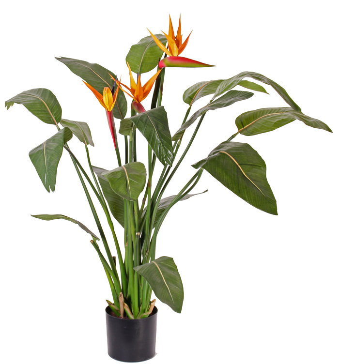 Strelitzia luxe v květináči, 3 květy, 110cm