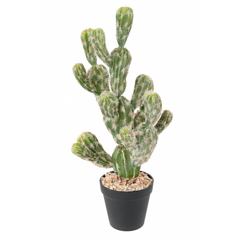Kaktus Echinocereus, 44cm
