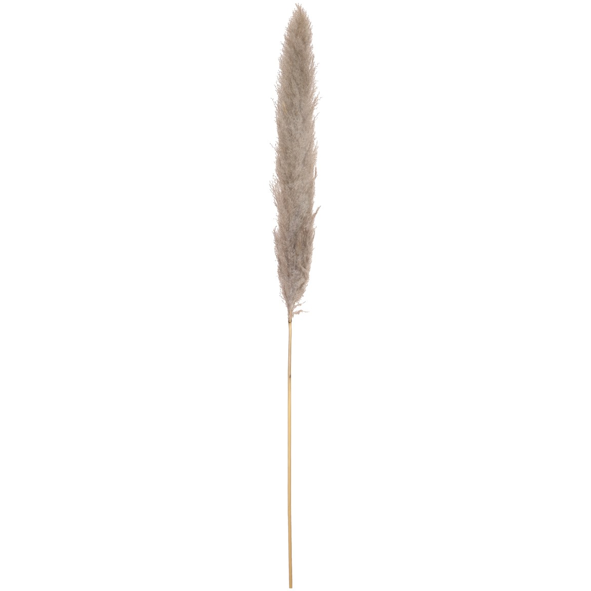Pampas tráva, přírodní sušený klas, 137cm