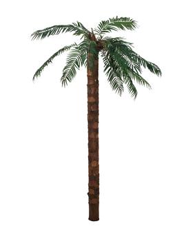 Phoenix palma - 18 listů, 300cm