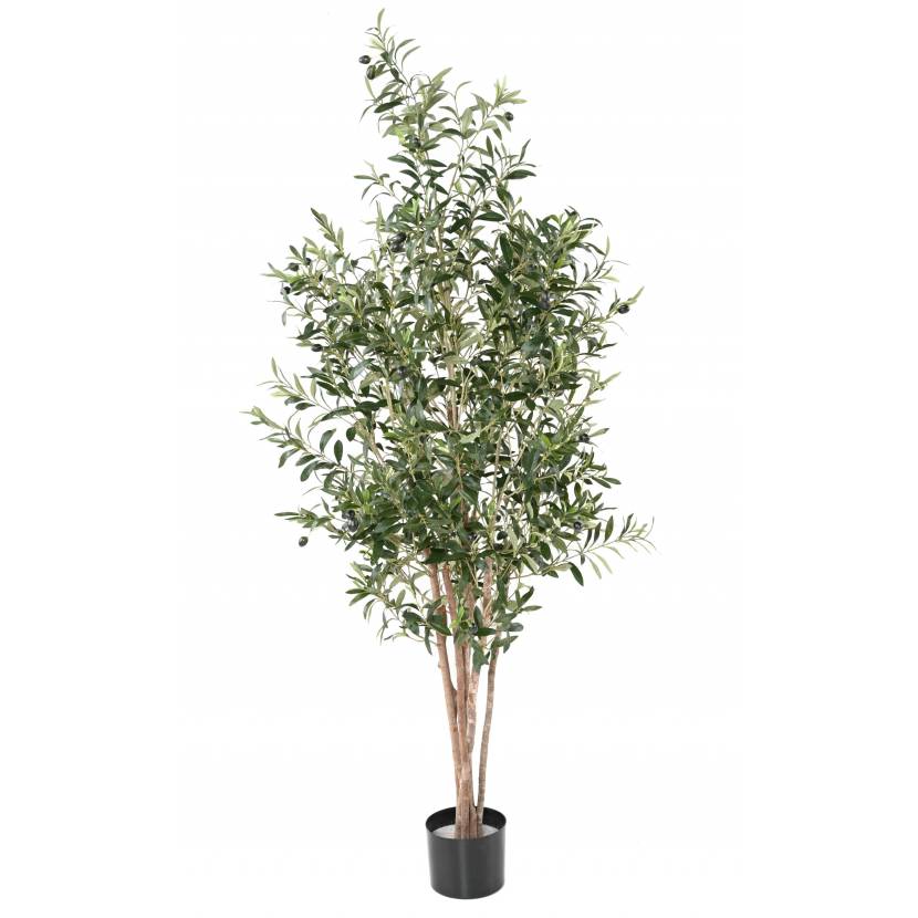 Olivovník strom, 170 cm