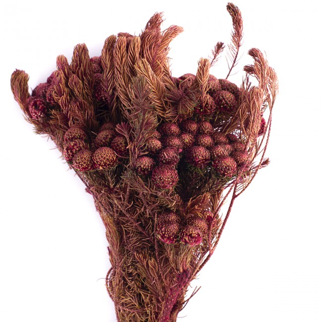 Stabilizovaná rostlina Brunia Albiflora Byzanz 30-60 cm