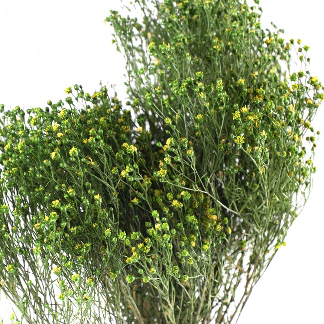 Stabilizovaná rostlina Broom Green 30-60 cm
