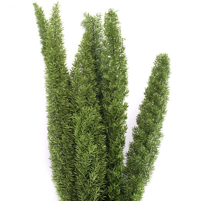 Stabilizovaná rostlina Fox Tail Green 30-40 cm