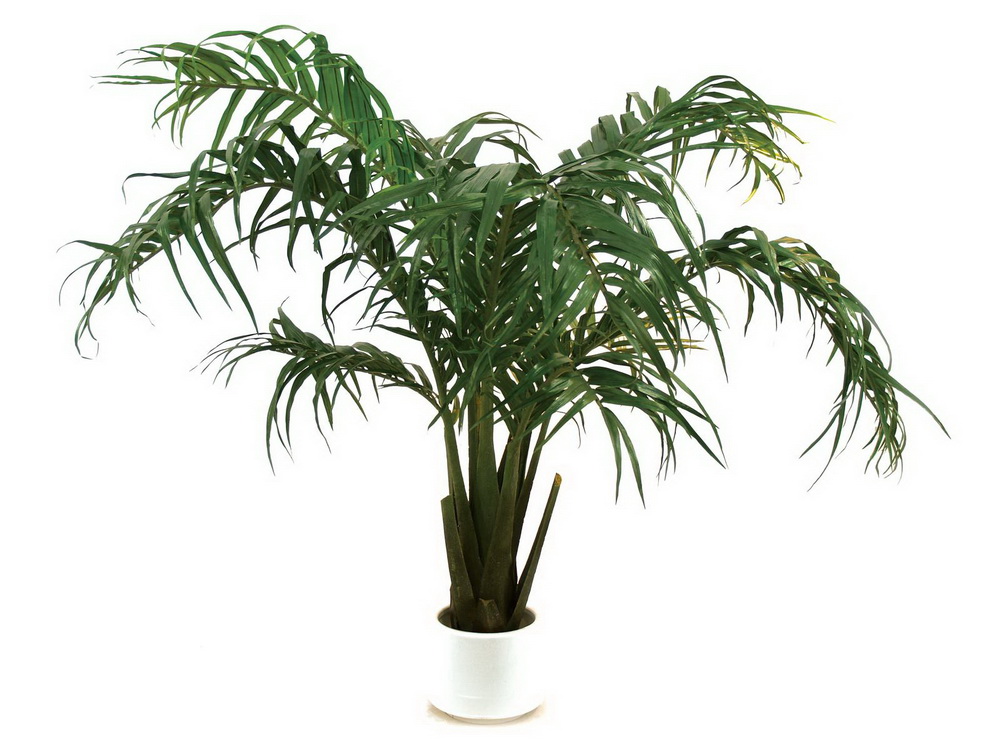 Kokosová palma sazenice, 230cm