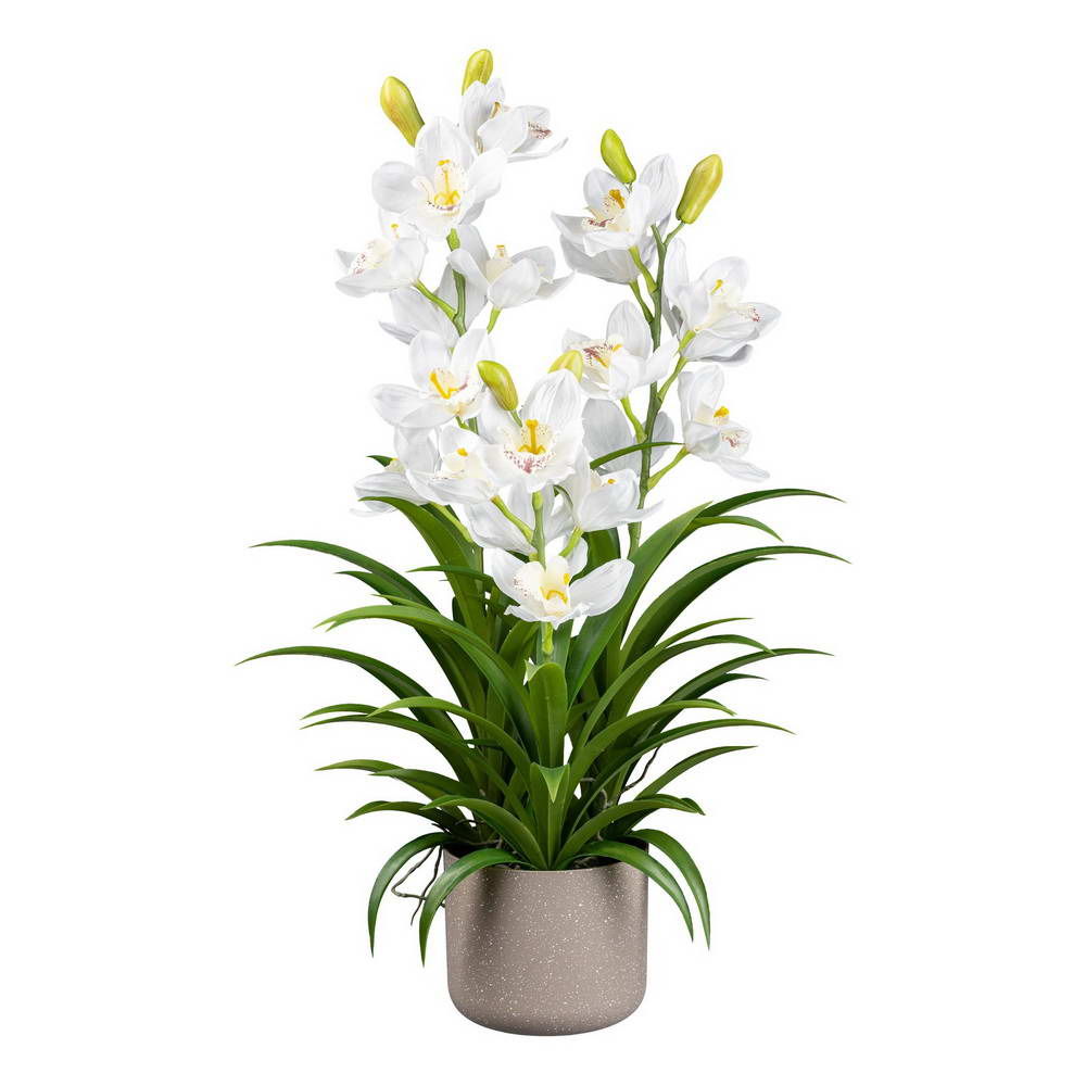 Cymbidium bílá v květináči, 70cm