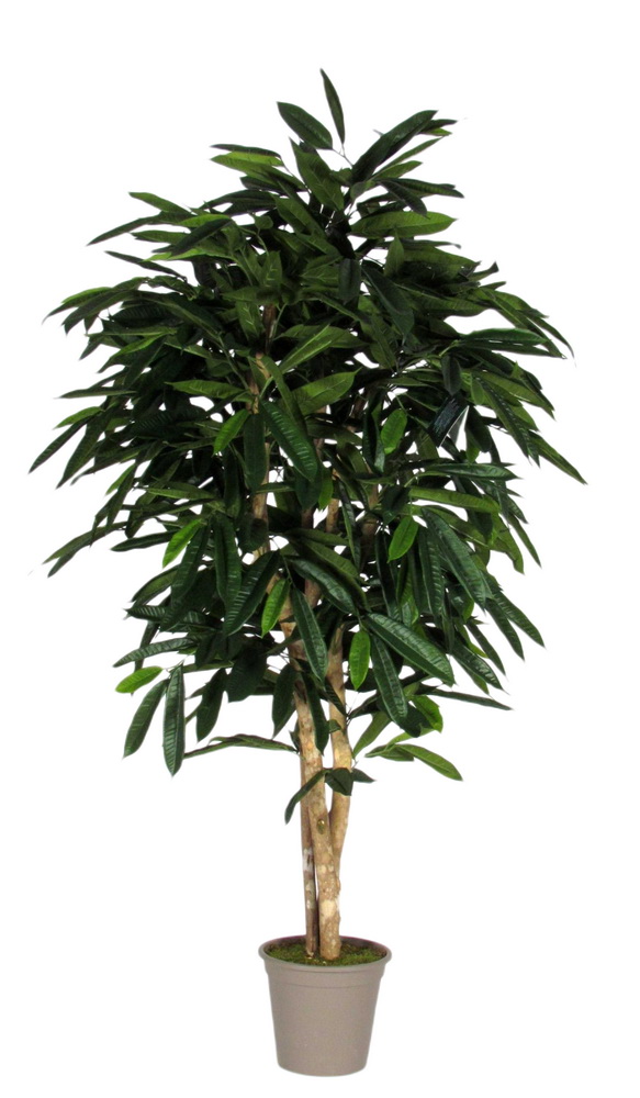 Ficus Longifolia, 150cm