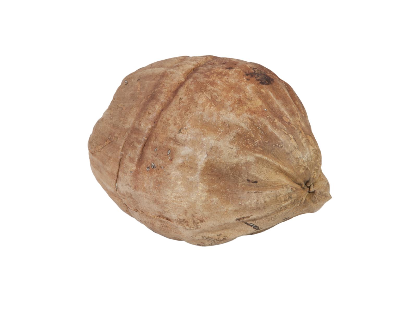 Kokosový ořech přírodní, cca 20cm