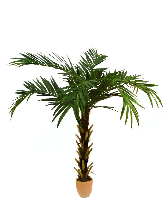 Kokos-král.palma 7listů přír.kmen 210cm