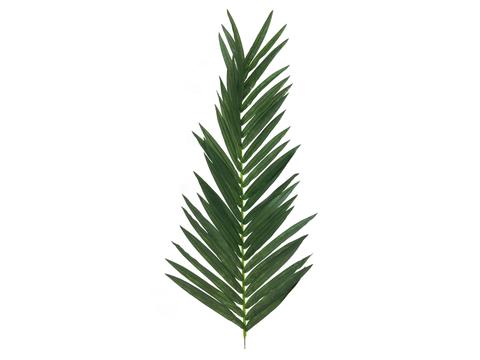 Palmový list Kokos, 150cm