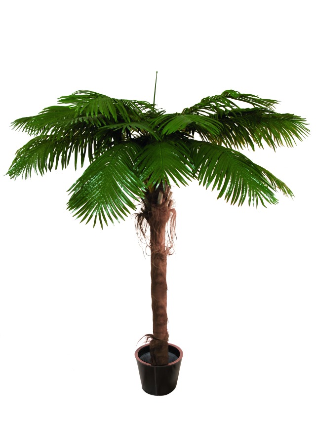 Phönix palma, 180cm