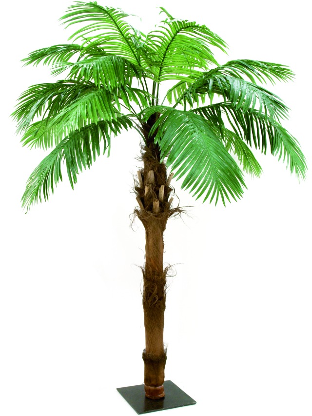 Phönix palma,kmen palm.vlákno 2,10m
