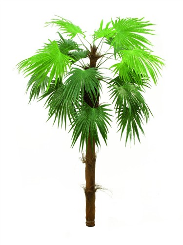 Vějířovitá palma 210 cm