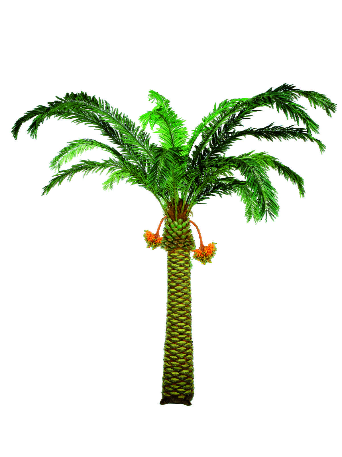 Datlovník palma, 495 cm